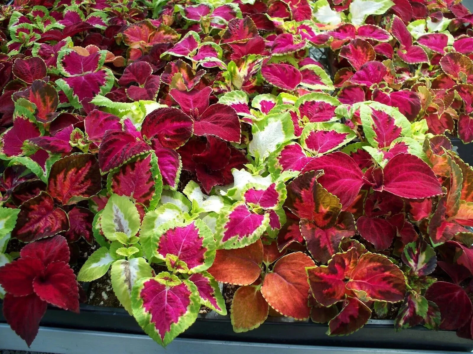 500+ Coleus Rainbow Mix Seeds – Colorful Foliage Variety – Shade-Loving Garden