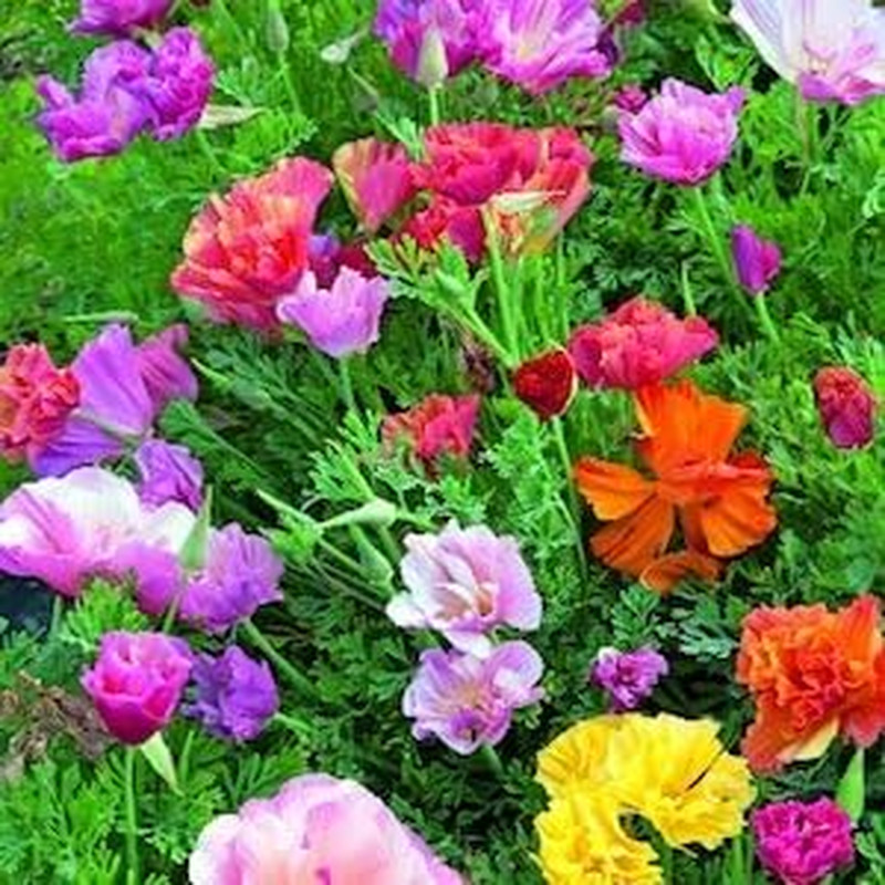 Poppy California Mission Bells Nice Garden Flower Seeds by (1/4 LB Seeds)