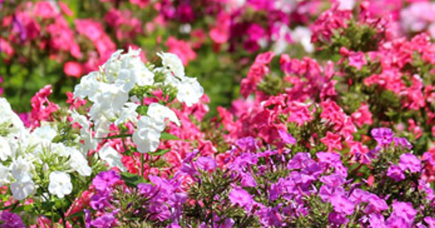 PHLOX DWARF Mix 12″ Garden Spring Blooms Non-GMO 100+ Seeds
