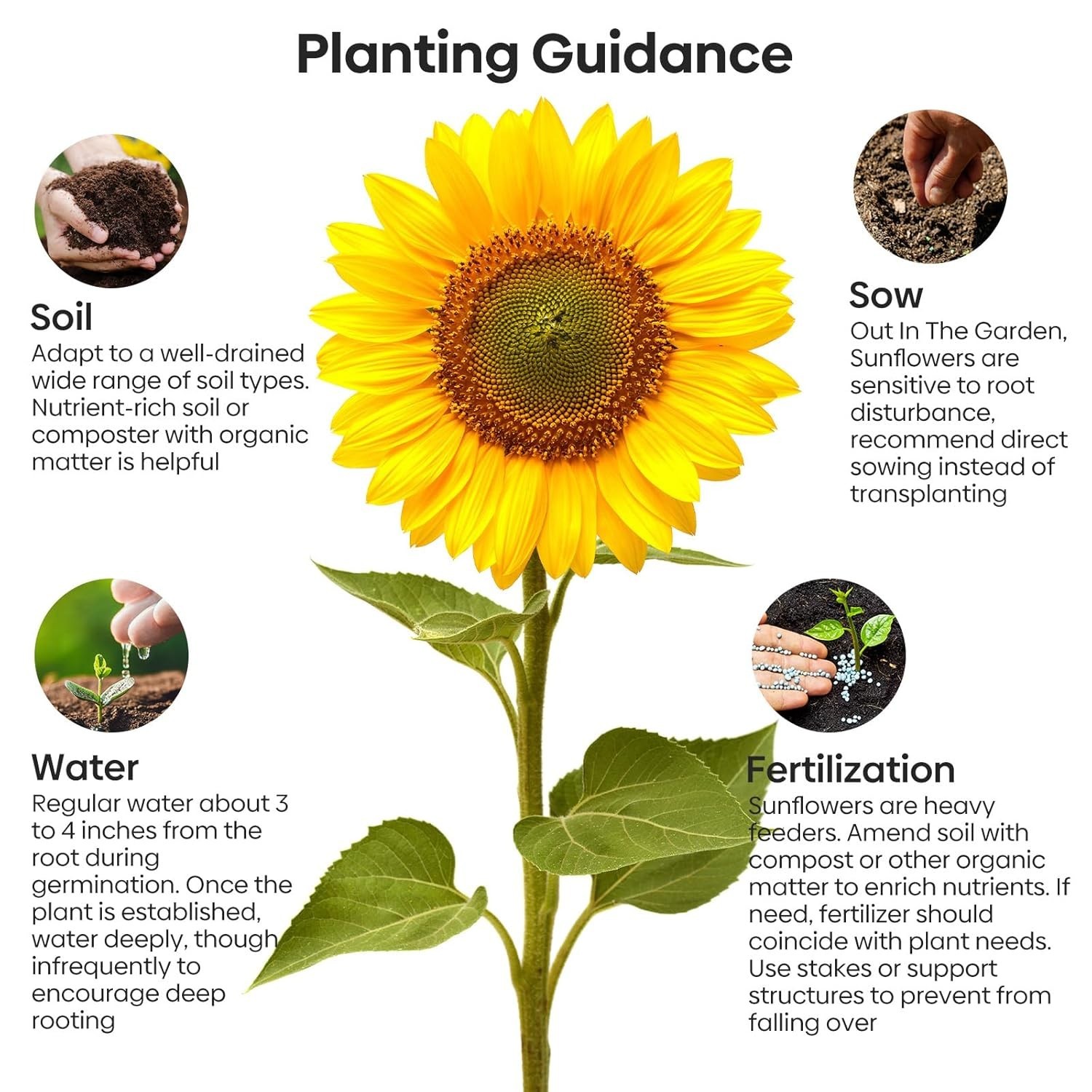 Mammoth Sunflower Seeds to Plant, 1 Ounce Packet 300+ Seeds, 6-12 FT Giant Su…