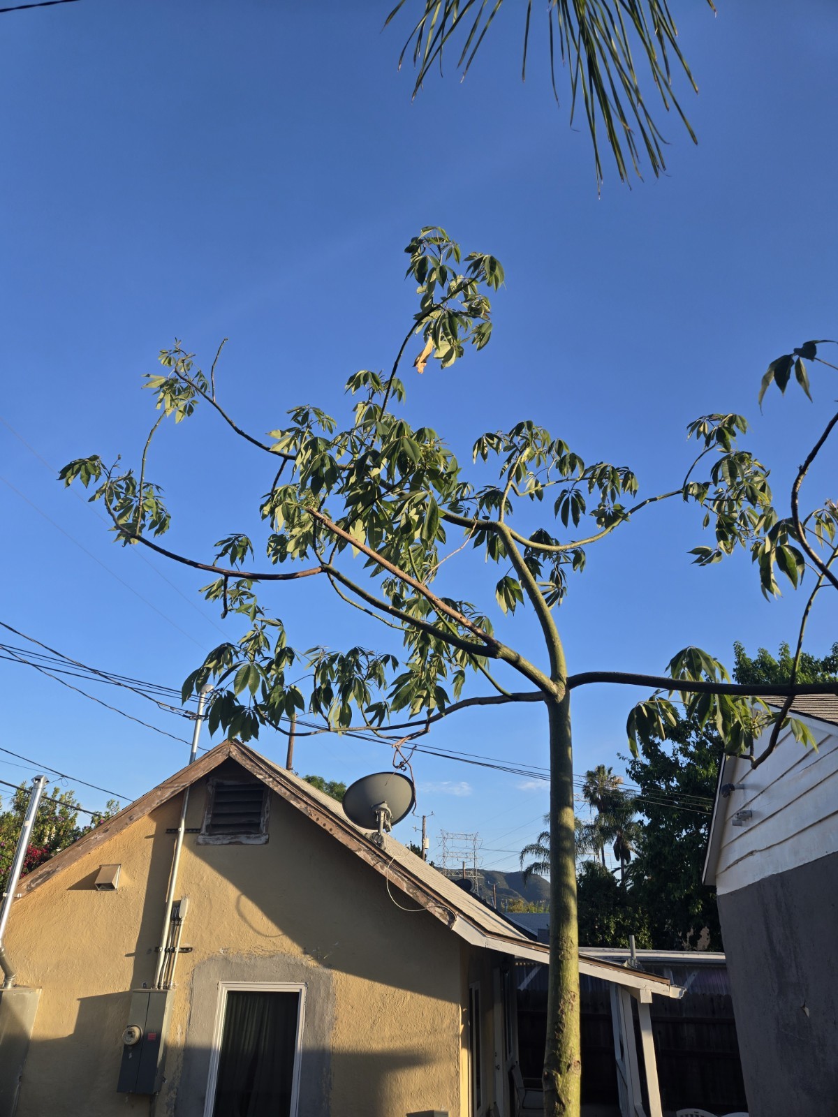 Large Huge Silk Floss Tree 15 Foot Tall Green Beauty
