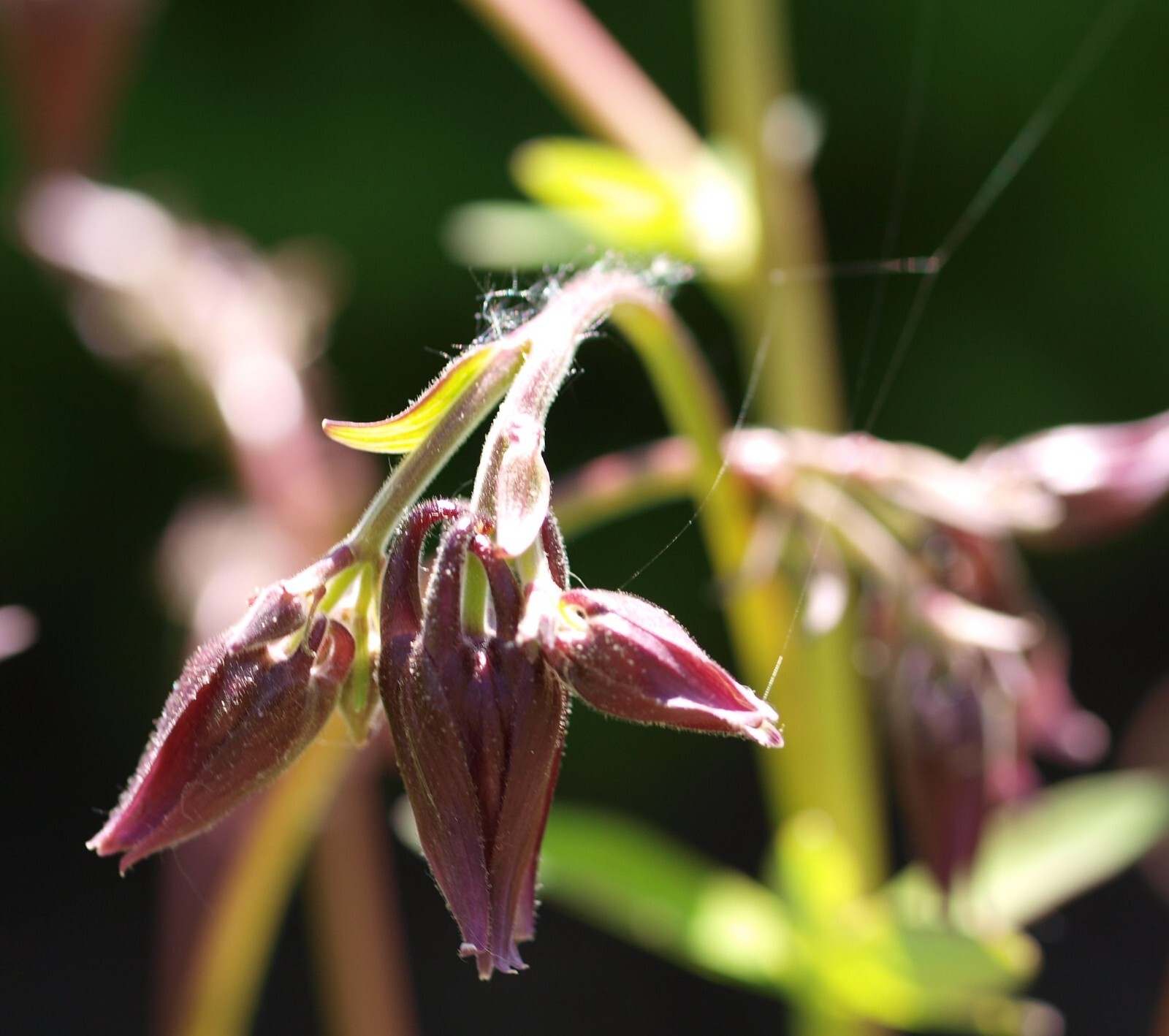 Aquilegia Oxysepala – Oriental Columbine seed