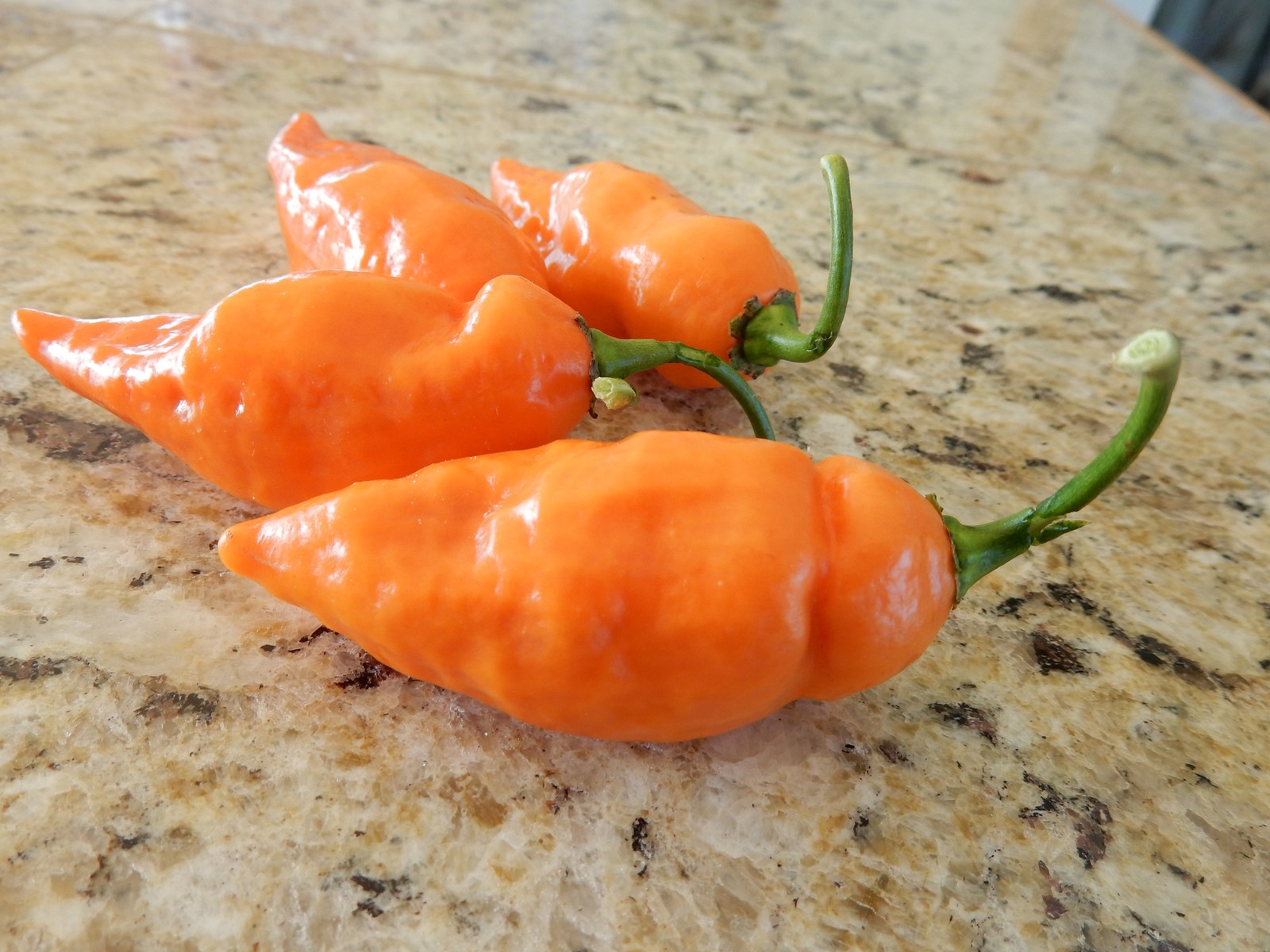 Notta Hotta Habanero Pepper: 8 seeds