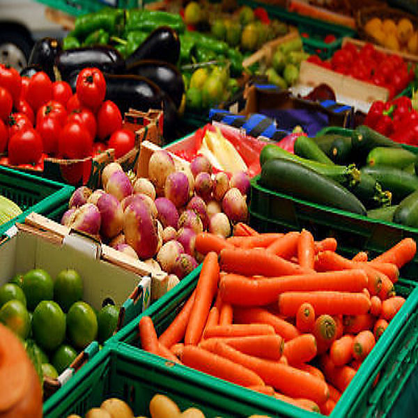 Essential Survival Kit Heirloom Non GMO Vegetable Seed Bank FAST FREE SHIP USA
