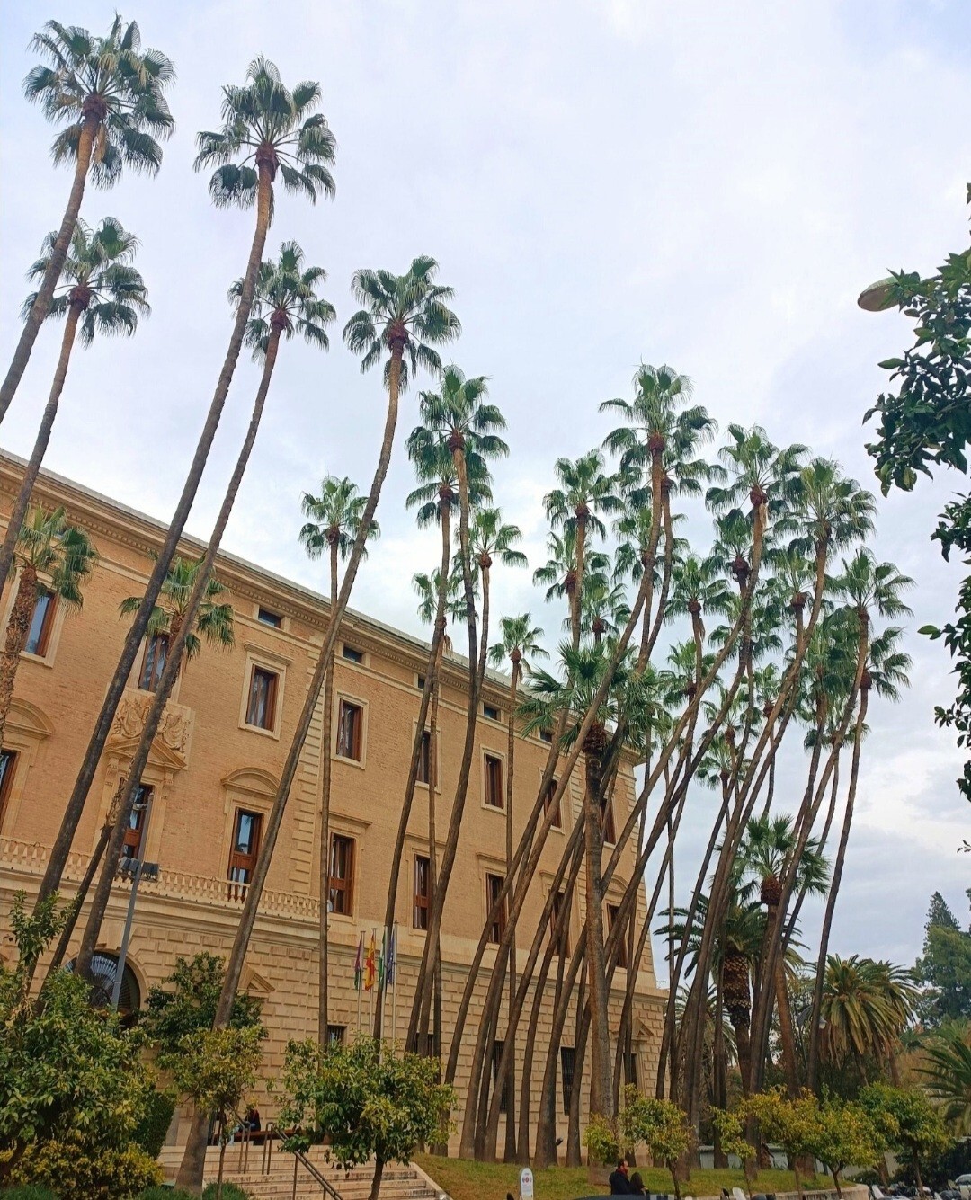 30 Fan Palm Tree Seeds, Washington Filifera, Fast Growing Evergreen Plant