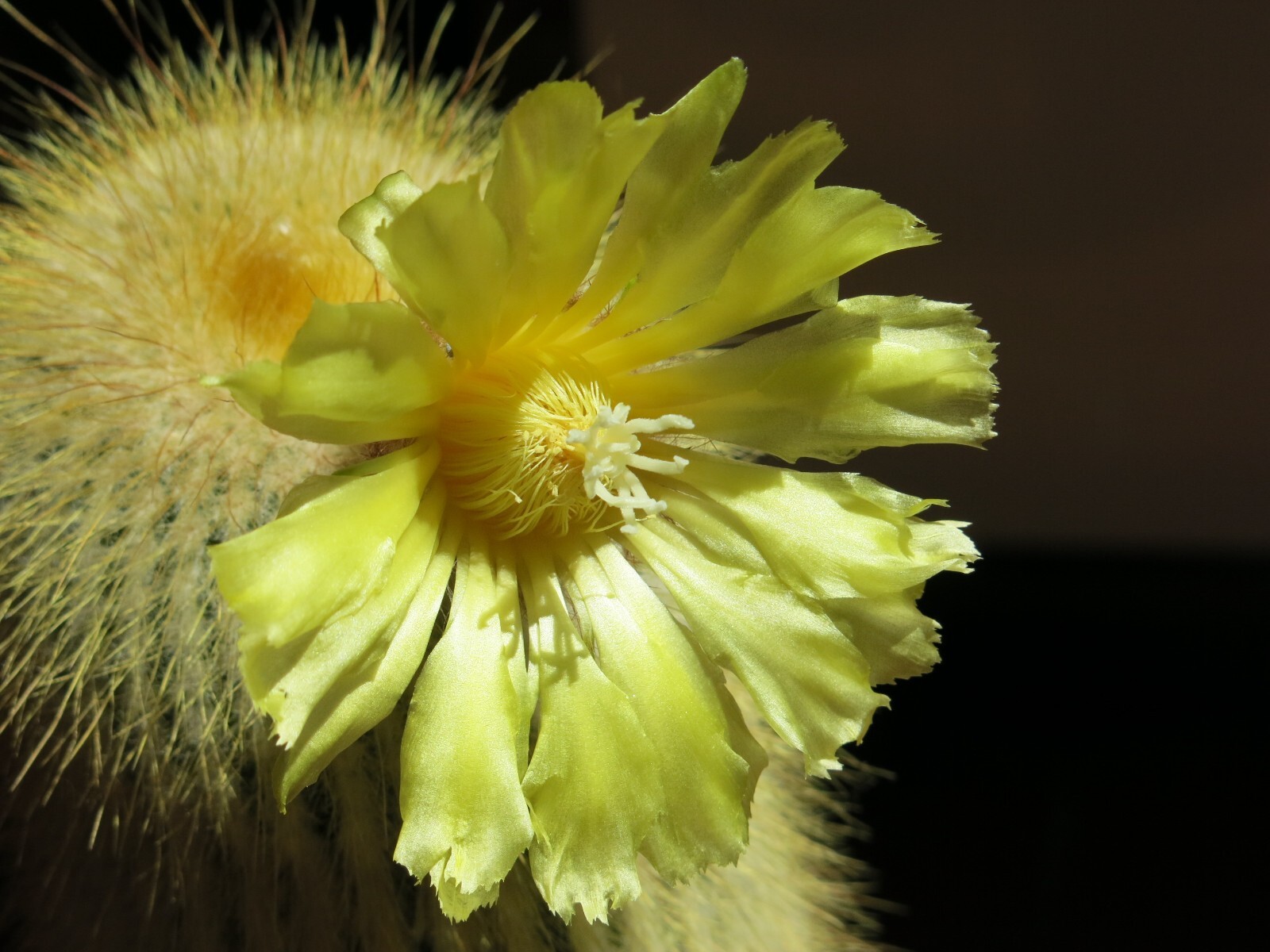 Parodia leninghausii 25 Seeds – Yellow Tower Cactus