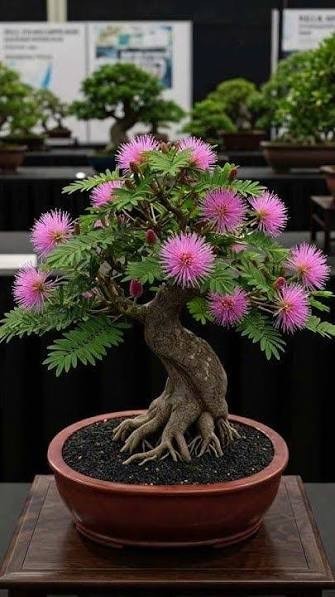 Mimosa (Persian Silk) Tree Seeds Great For Bonsai – 1,000 Seeds + Growing Guide