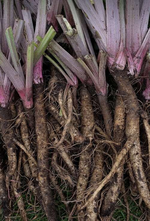 Burdock Takinogawa 10 – 200 Seeds Edible Gobo Kimpira 3-4′ Roots Heirloom