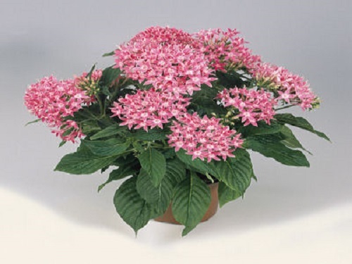 25 Pelleted Seeds Pentas Graffiti Pink Pentas Seeds (Star Flower)