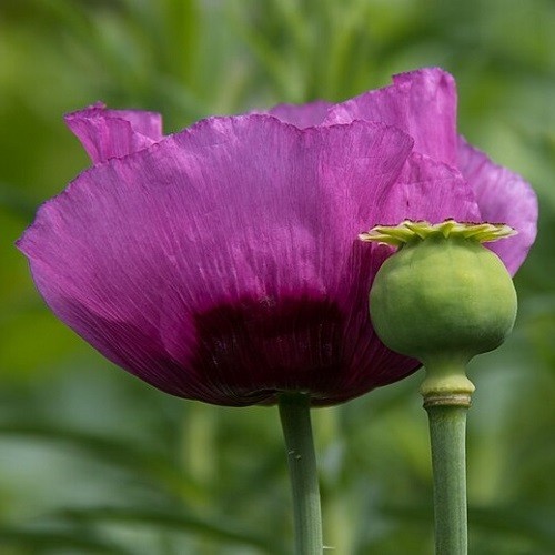 Imported Hungarian Poppy Garden Pack Over 10,000 Seeds 80+ Square Feet Coverage