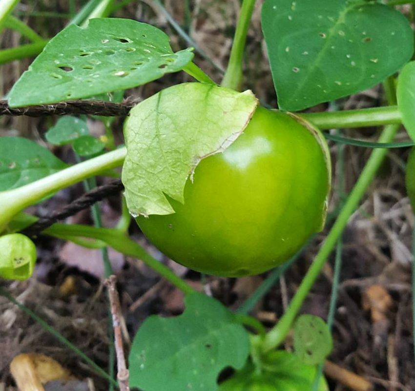 150 Seeds Heirloom CISINEROS TOMATILLO E180, Physalis xocarpa Large Husk Tomato