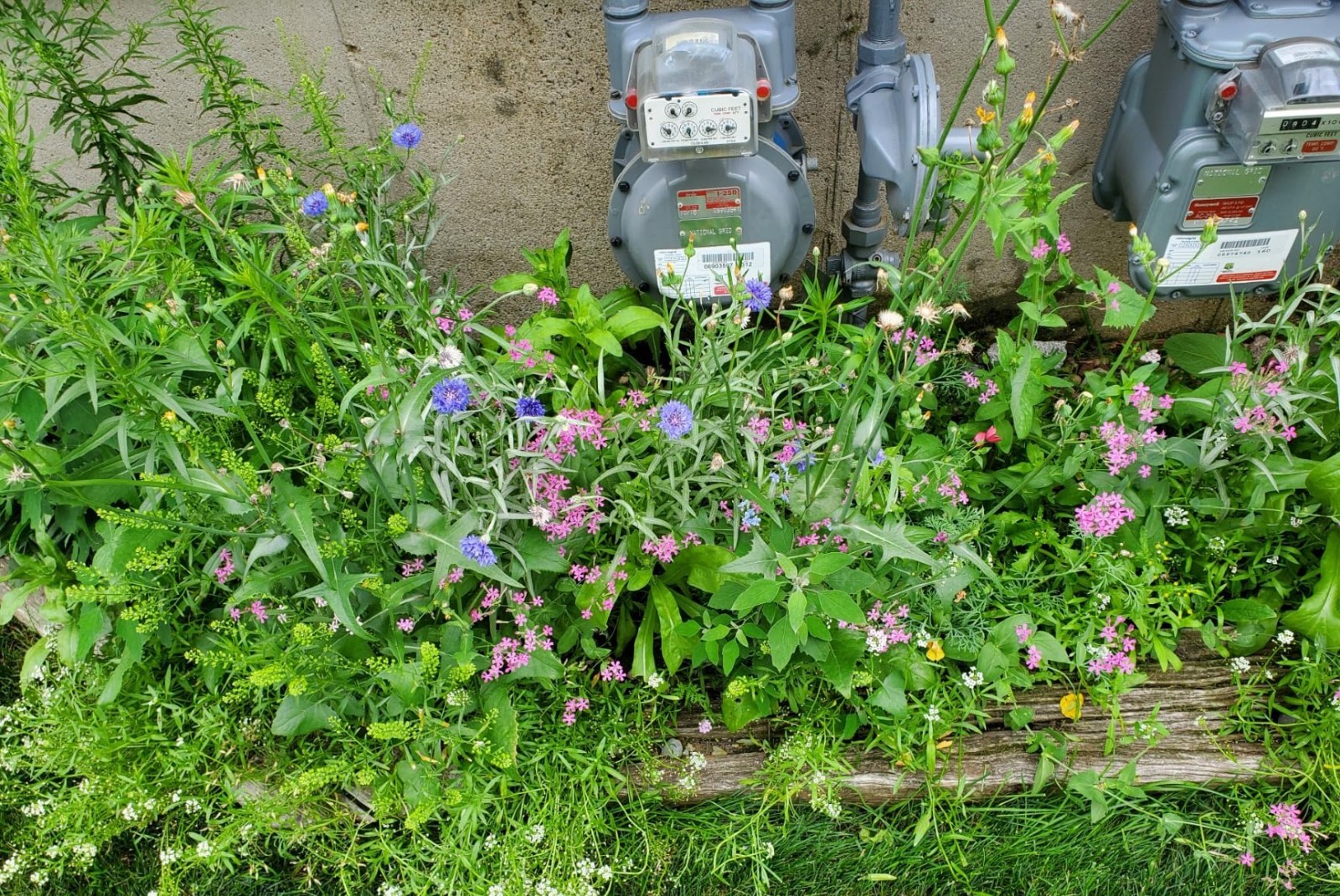 Transform Your Garden: 25,000 Seeds of 14 Easy Grow Wildflowers for Full Sun