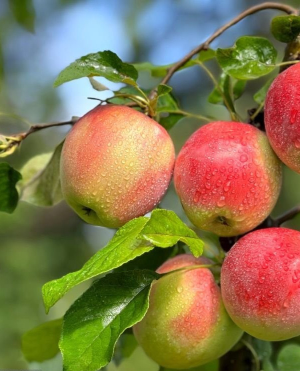 10 EVERCRISP APPLE TREE SEEDS. Stratified. Germinate to grow your own trees.