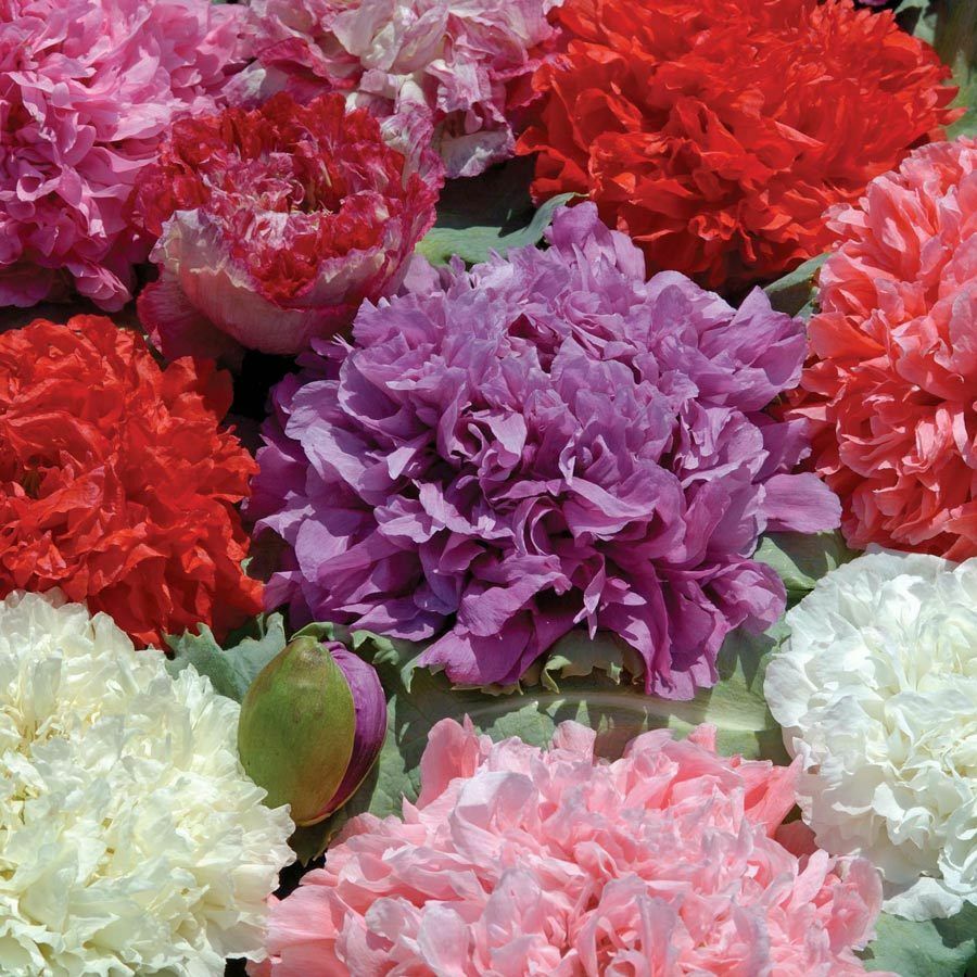 Poppy Peony Double Mixed, Red Pink White Purple coral Flowers double petal flowr