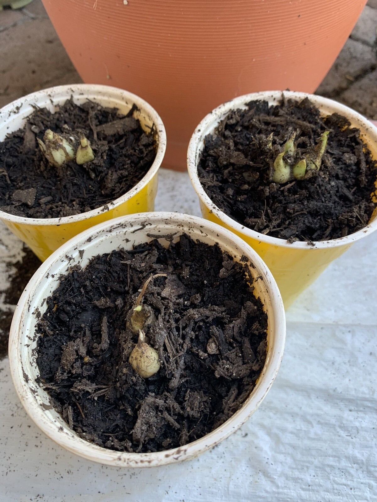 2 Bulbs 2/3 Baby’s Or+ S/M Mixed Rooted & Sprouted Tuberose Bulbs Ready To Plant