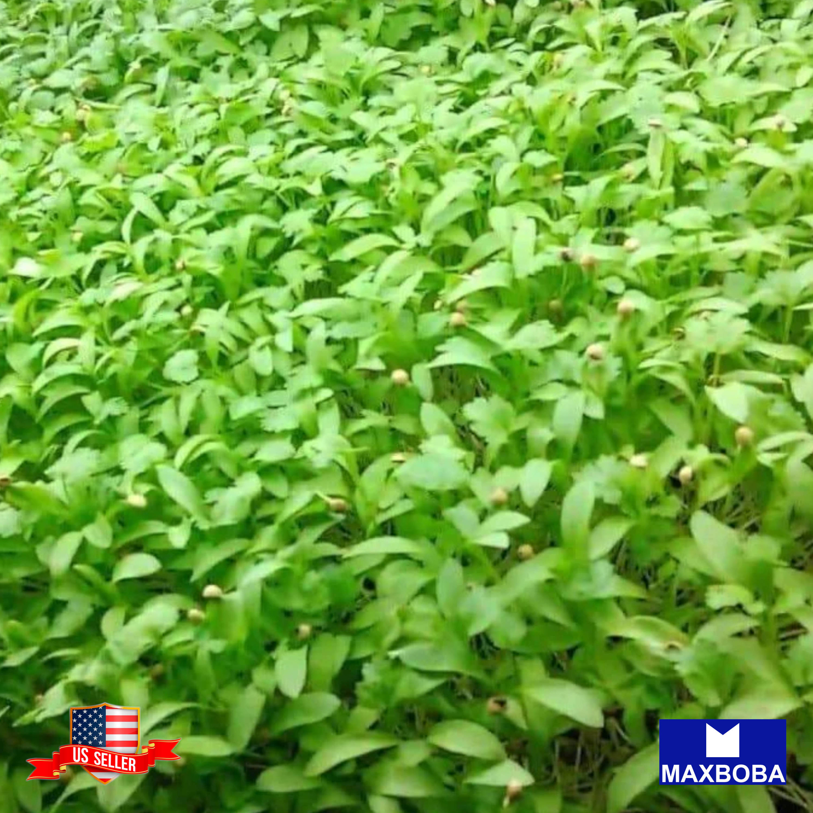 Parsley Microgreens 7200 Seeds – Plain or Single Non-GMO Heirloom