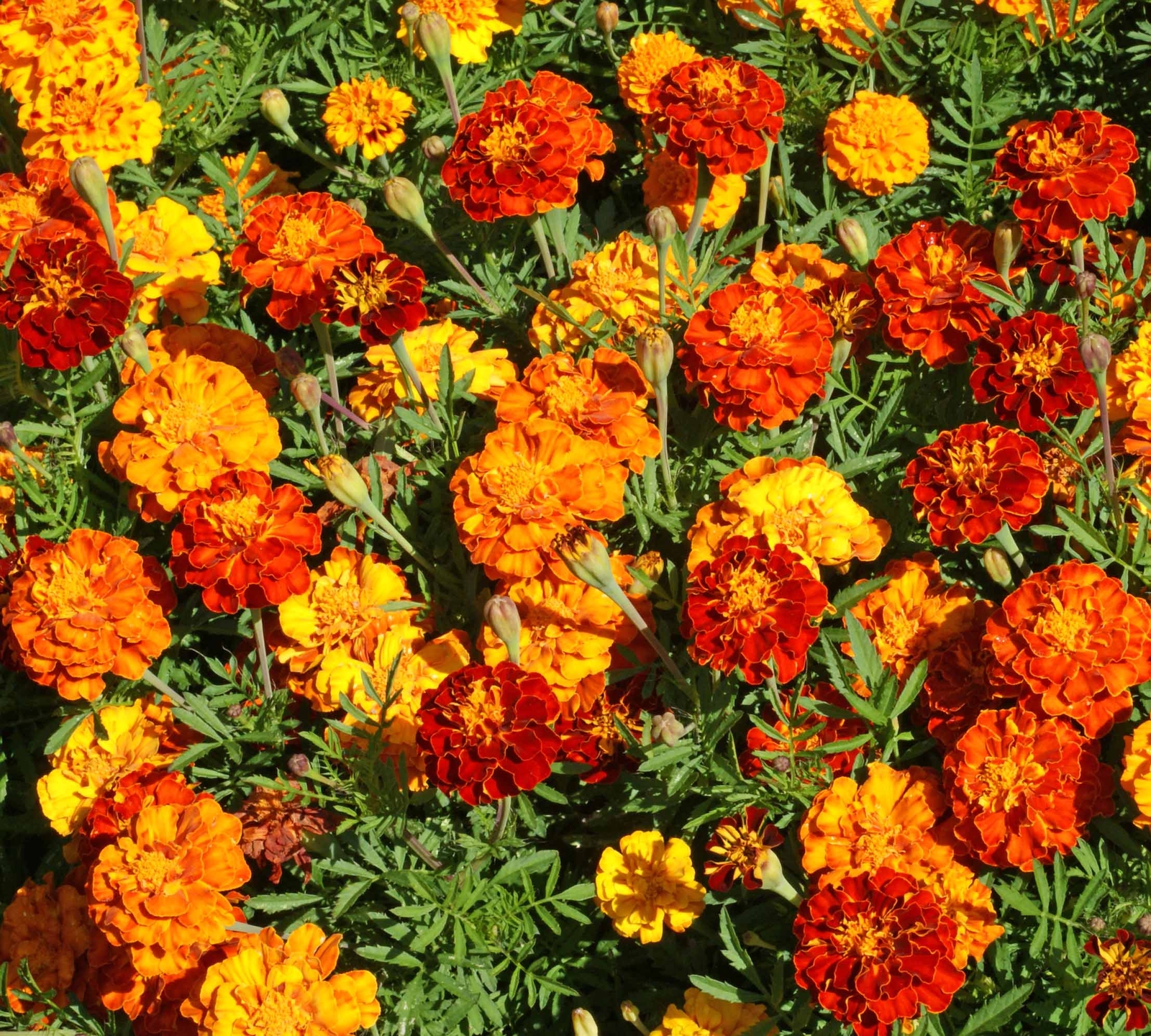 Marigold Sparky Mixture Nice Garden Flower By Seed Kingdom 1 Lb Seeds