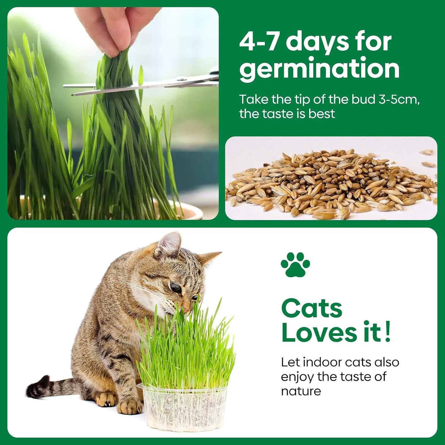 Cat Grass Seeds 16OZ Non-GMO Barley Oats Wheat Rye 4 Varieties Seed Fast & High
