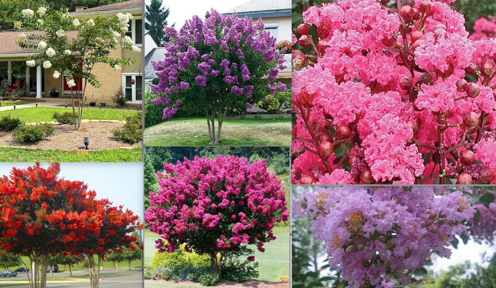20 EXOTIC CRAPE MYRTLE SEEDS for garden flower house plant bush USA SELLER USPS