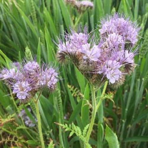 Lacy Phacelia Seeds Purple Tansy Ultimate Pollinator, Bee’s Friend 2,000 Seeds