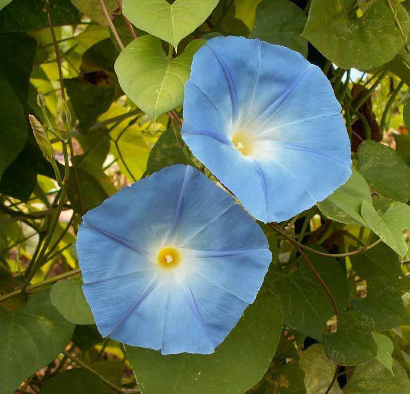 1oz Morning Glory Heavenly Blue Flower Seeds (800+ Seeds)