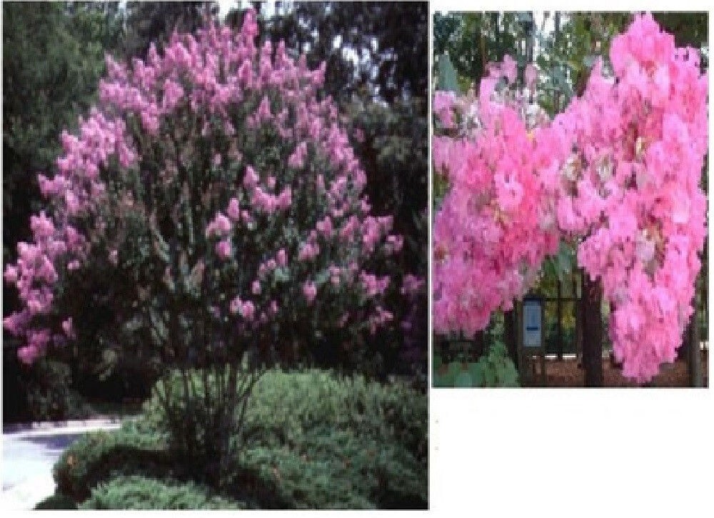 PINK Crepe Myrtle Seeds (Bush/Tree) Over 50 seeds USA Grown