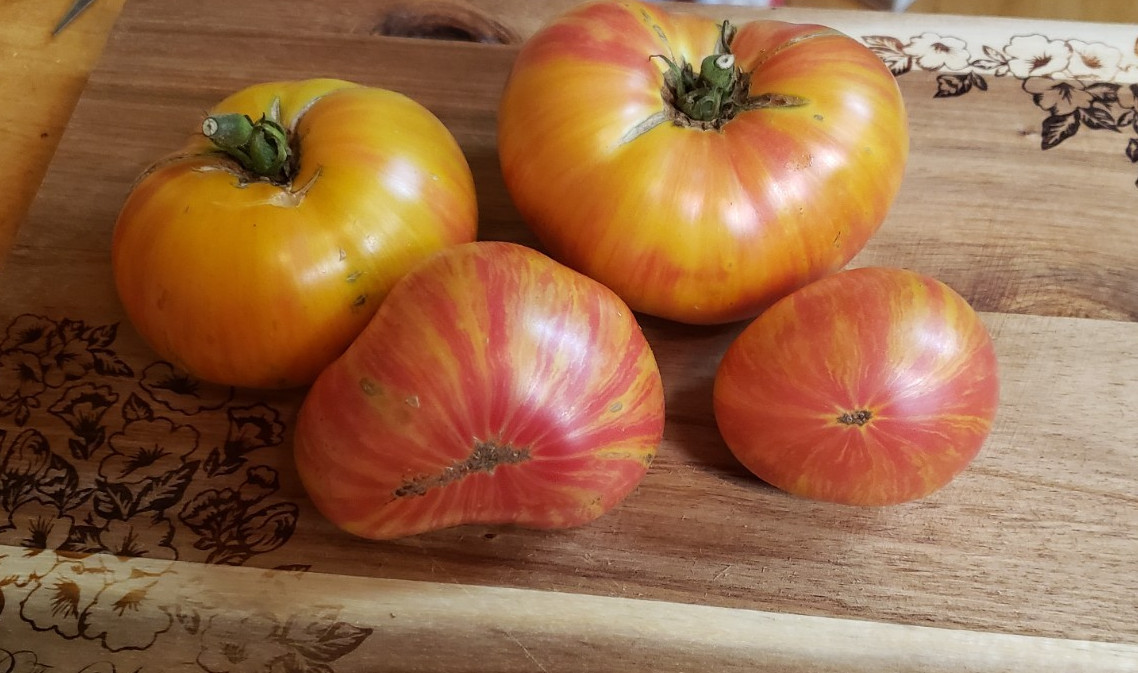 Confetti Dwarf Tomato (15 seeds) – beautiful dwarf tomato!