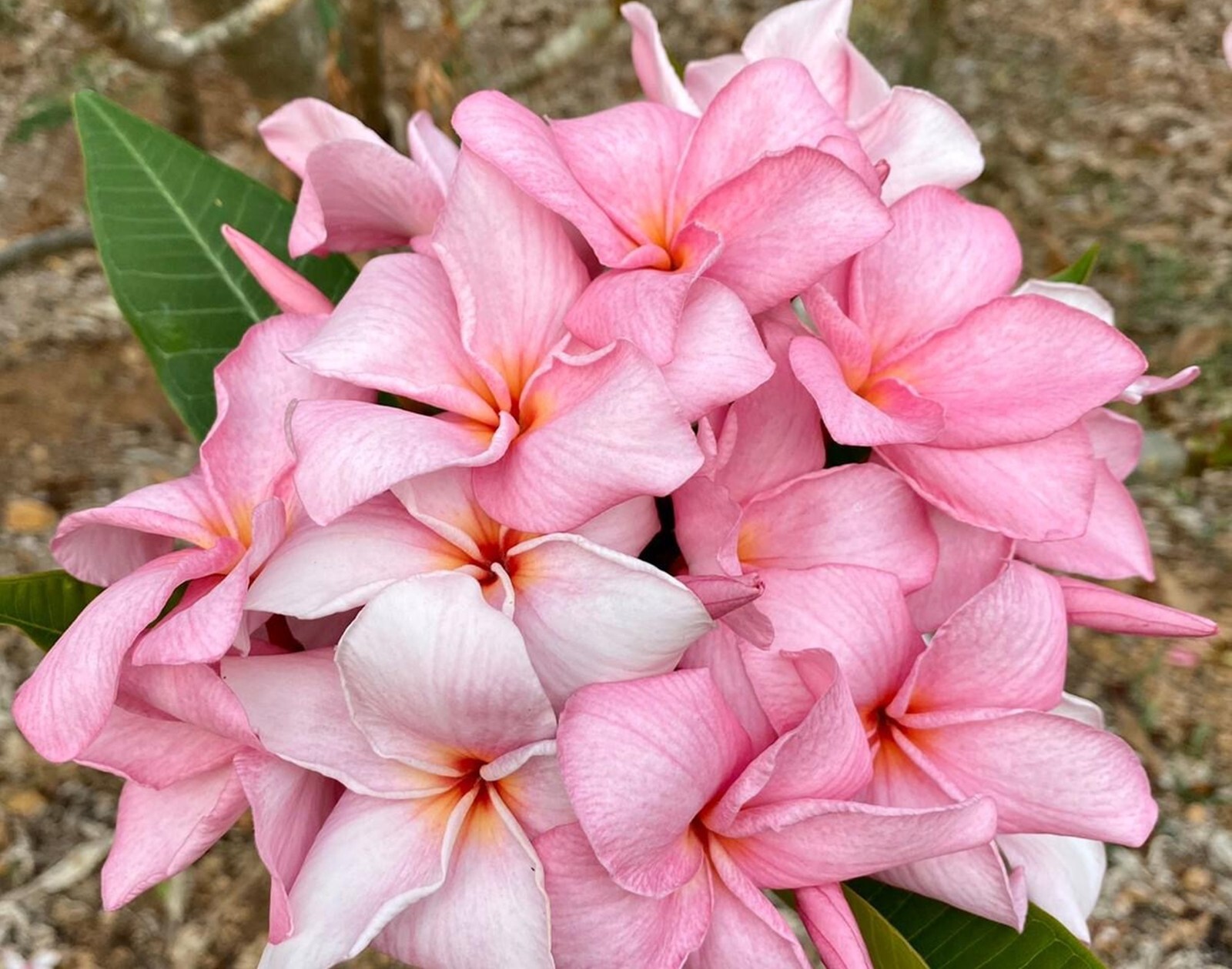 5 Pale Pink Plumeria Seeds Perennial Flowers Flower Frangipani US SELL