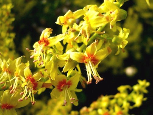 Koelreuteria bipinnata, Chinese Golden Rain tree 10 seeds