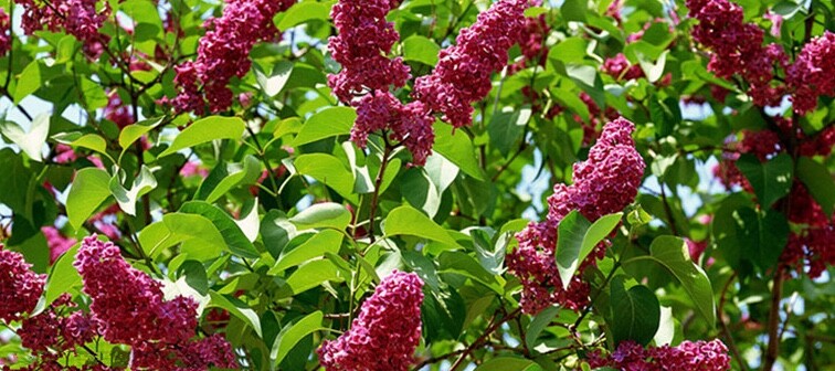 20 EXOTIC LILAC SEEDS for garden rare bloom flower plant bush USA SELLER USPS
