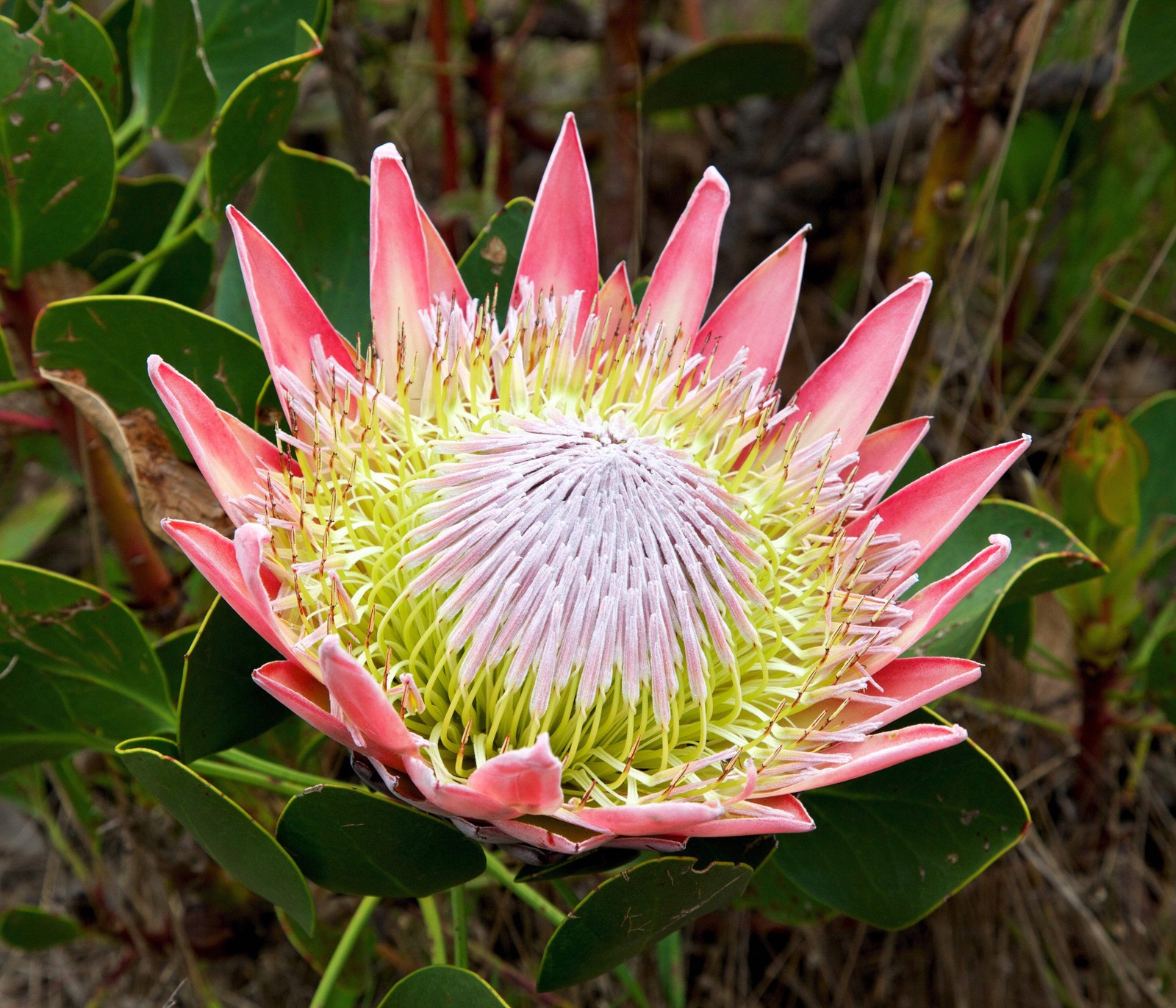 5 Giant KING PROTEA Cynaroides Sugarbush Rare 12″ Flower Seeds