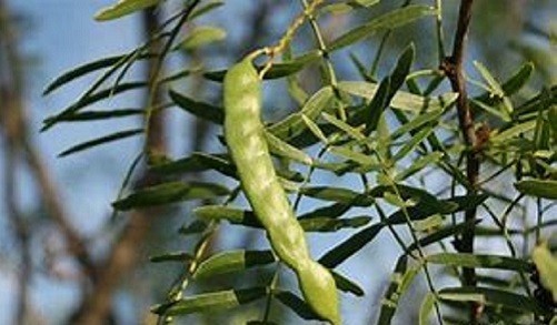 20 Honey Mesquite Tree seeds for planting