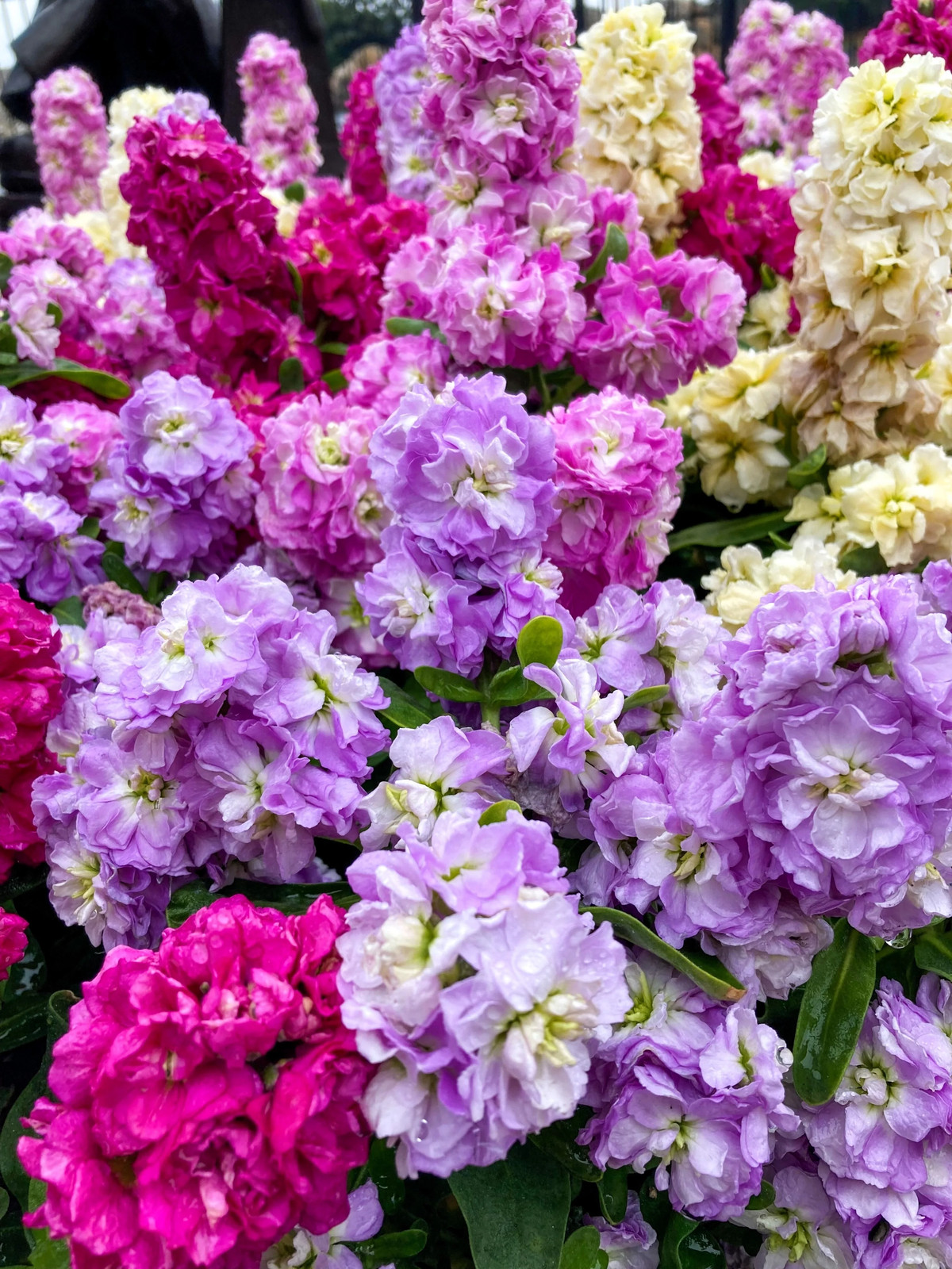 50 MIXED COLORS STOCK Matthiola Incana Ten-Week Gillyflower Blue White Pink Red