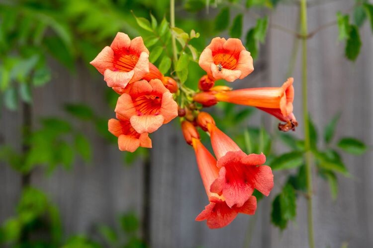 Red Trumpet Creeper, Hummingbird Vine, Campsis radicans, – 50 Seeds 2023 – USA