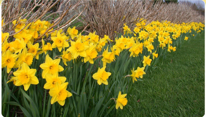 10 Old fashion yellow Daffodil bulbs~Woodland gardens ~Naturalize *FALL PLANTING