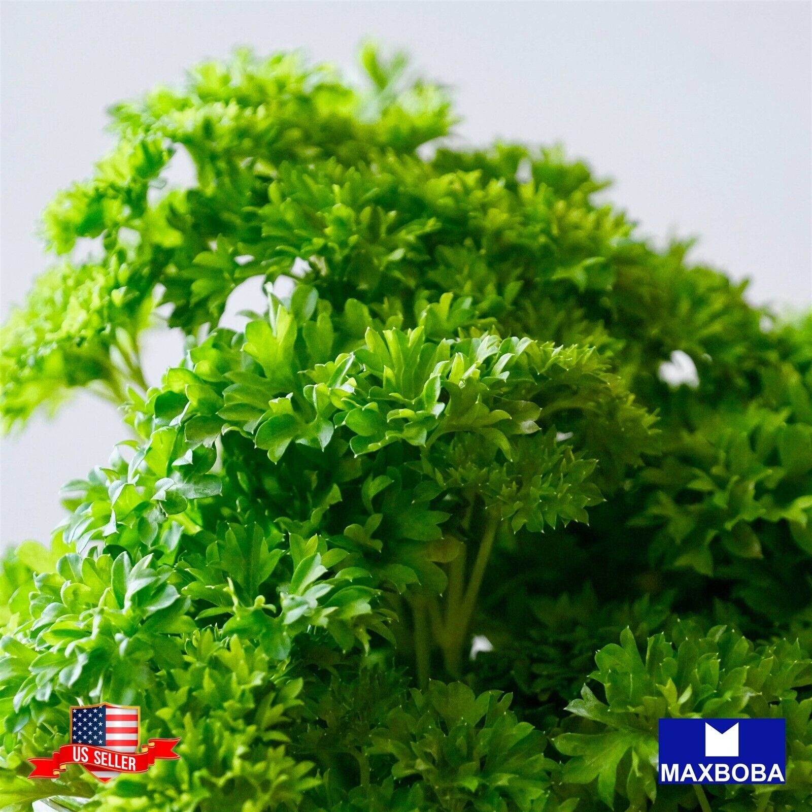 2800 Parsley Seeds Triple Moss Curled Non-GMO Heirloom