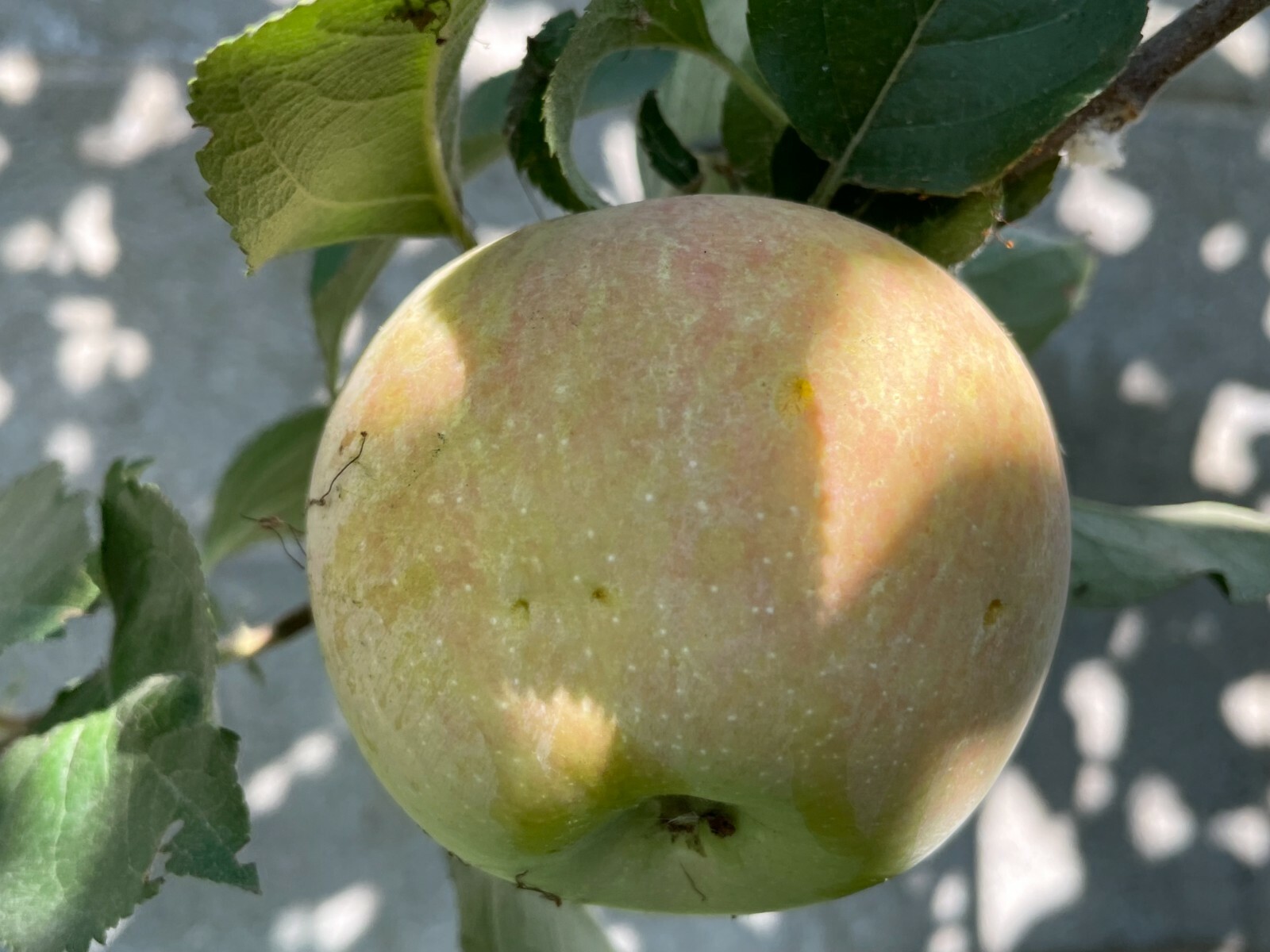 1 Seedling Grafted Fuji Apple Fruit Tree, A Grafted Seedling Tree App 30″ +