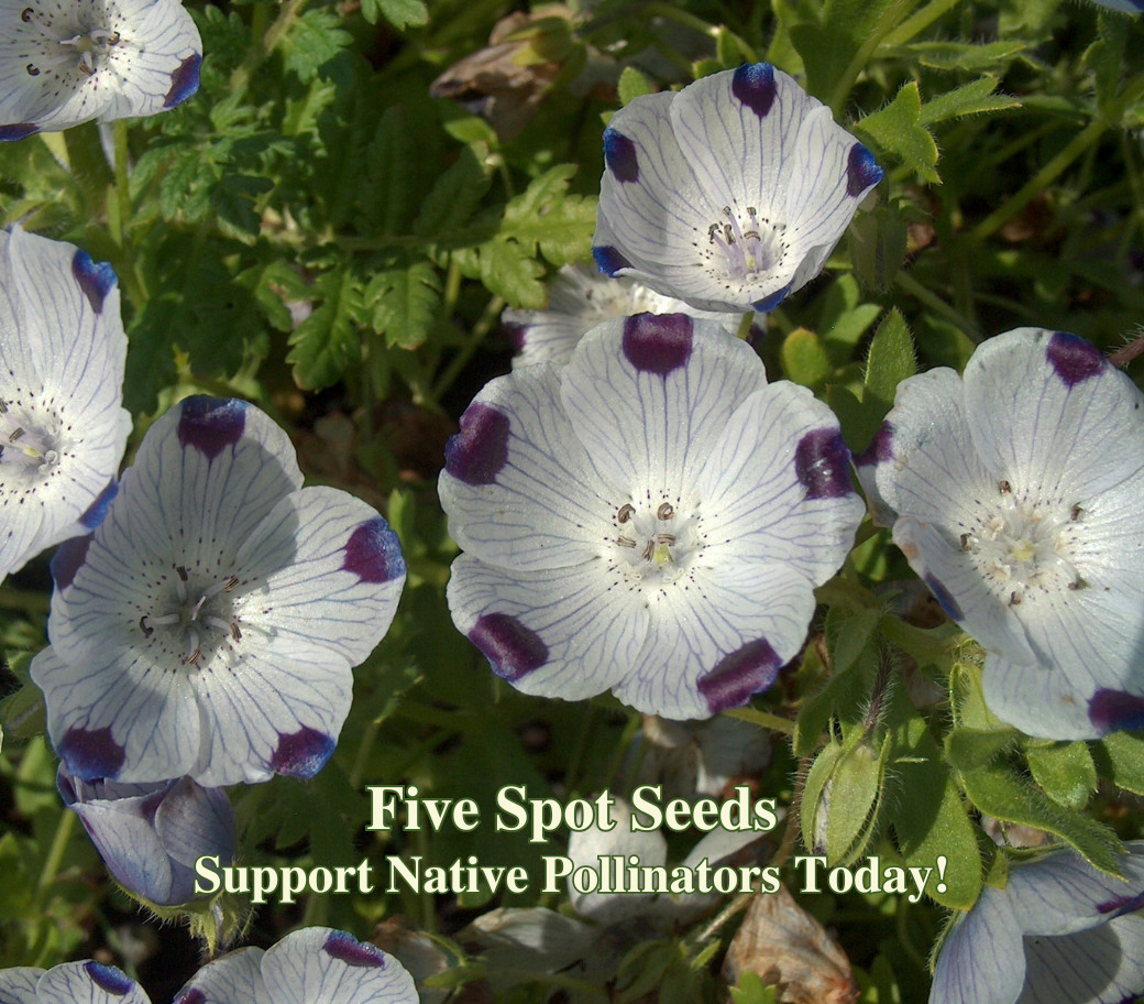 Five Spot Seeds California Native Flower Nemophila maculata