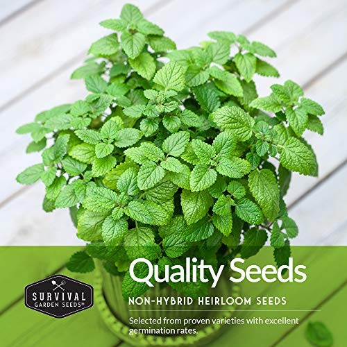Easy to Grow Herb Seeds Variety Pack | 5 Heirloom Kitchen Herbs for Planting –