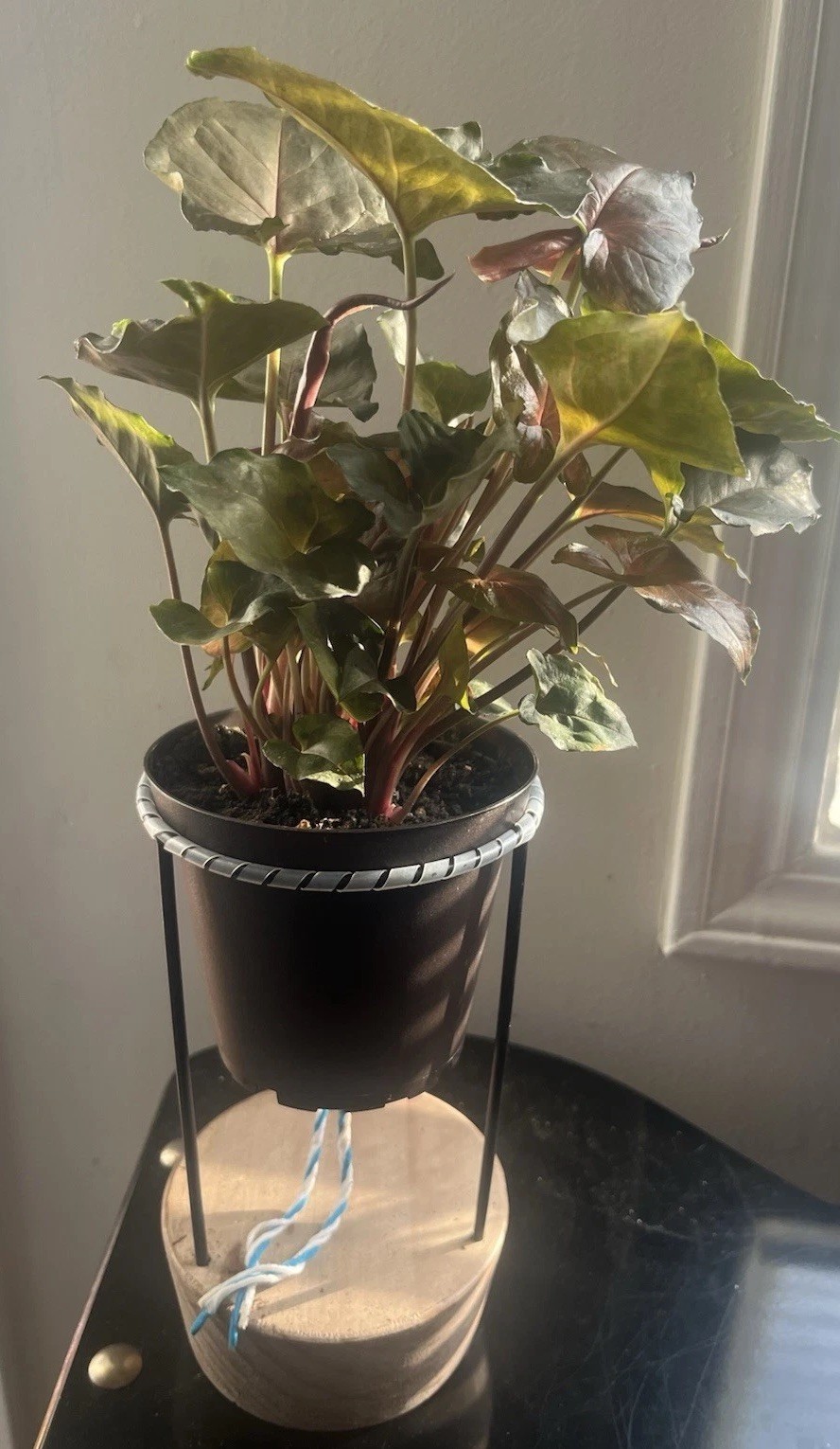 Maria Allusion Arrow Headplant- Syngonium Podophyllum ‘ Maria Allusion’ 5 In Pot
