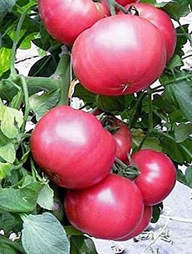 Pink Lady Tomato Seeds