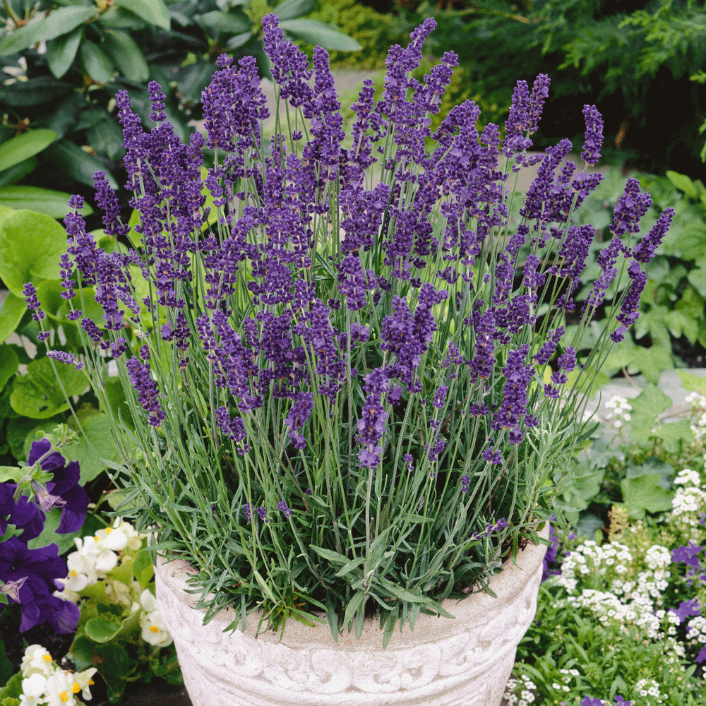 Vera Lavender Seeds 500+ | PERENNIAL Flower Garden Seeds USA Free Shipping