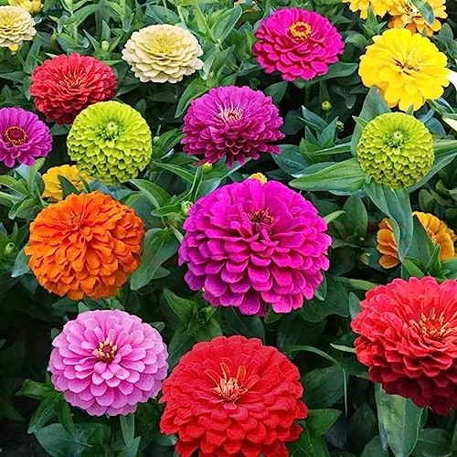 1000+ Crazy Blend Zinnia Seeds for Planting Zinnia Elegans Heirloom Open Normal