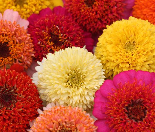 ZINNIA SCABIOSA FLOWERED MIX Zinnia Elegans – 1,000 Bulk Seeds