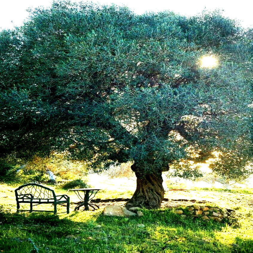 10 CANINO OLIVE TREE SEEDS (Olea europaea) European Common Edible Fruit Plant