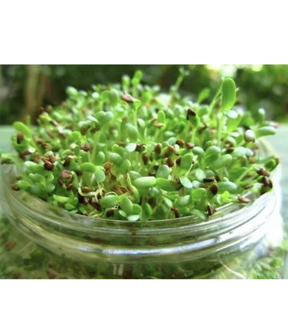 100 Alfalfa Sprout Seeds Medicago Sativa Organic Non gmo Usa Micro Greens Easy