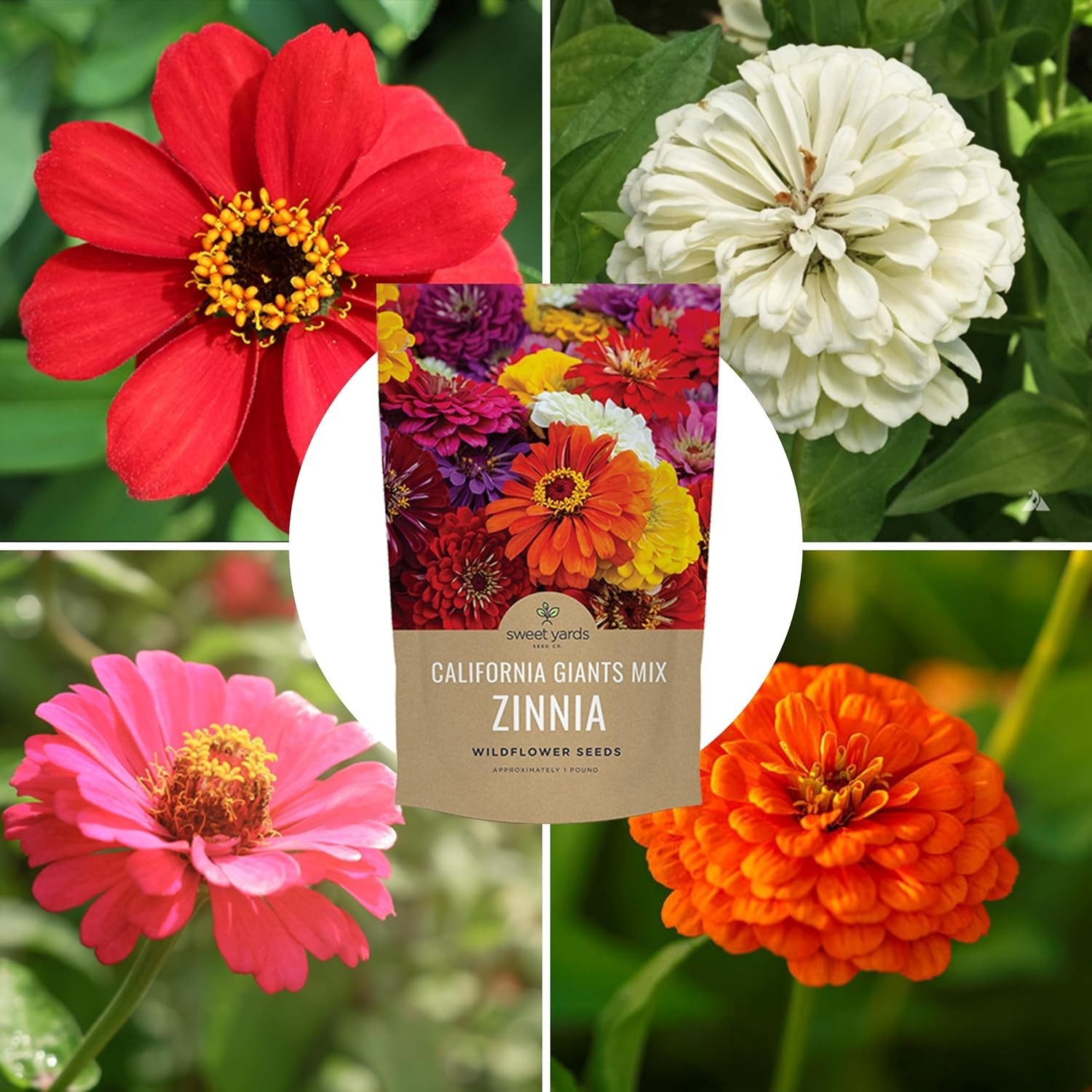 Zinnia Seeds – California Giants, 1lb