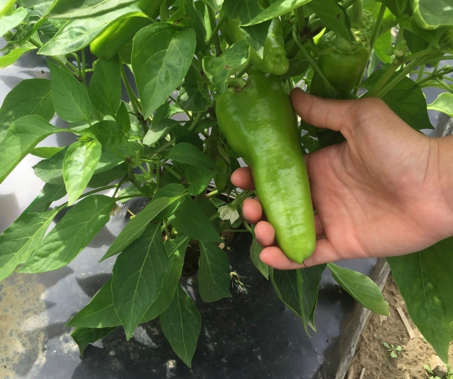 20+ Fresh Organic Cubanelle Pepper Seeds, Sweet Mild Italian, Non-GMO Heirloom