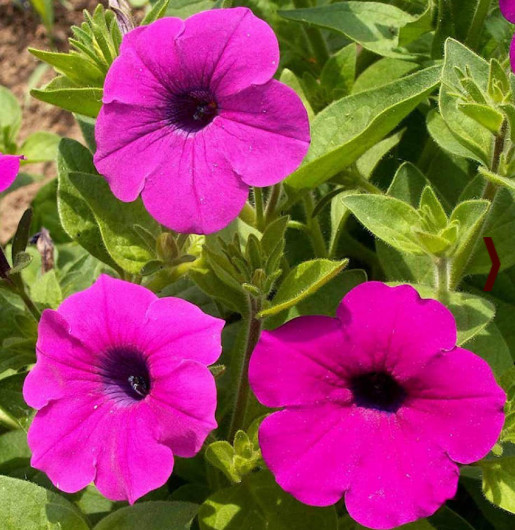 Petunia SHANIN WILD Hot Pink Containers Flower Garden Spring 2000 Seeds