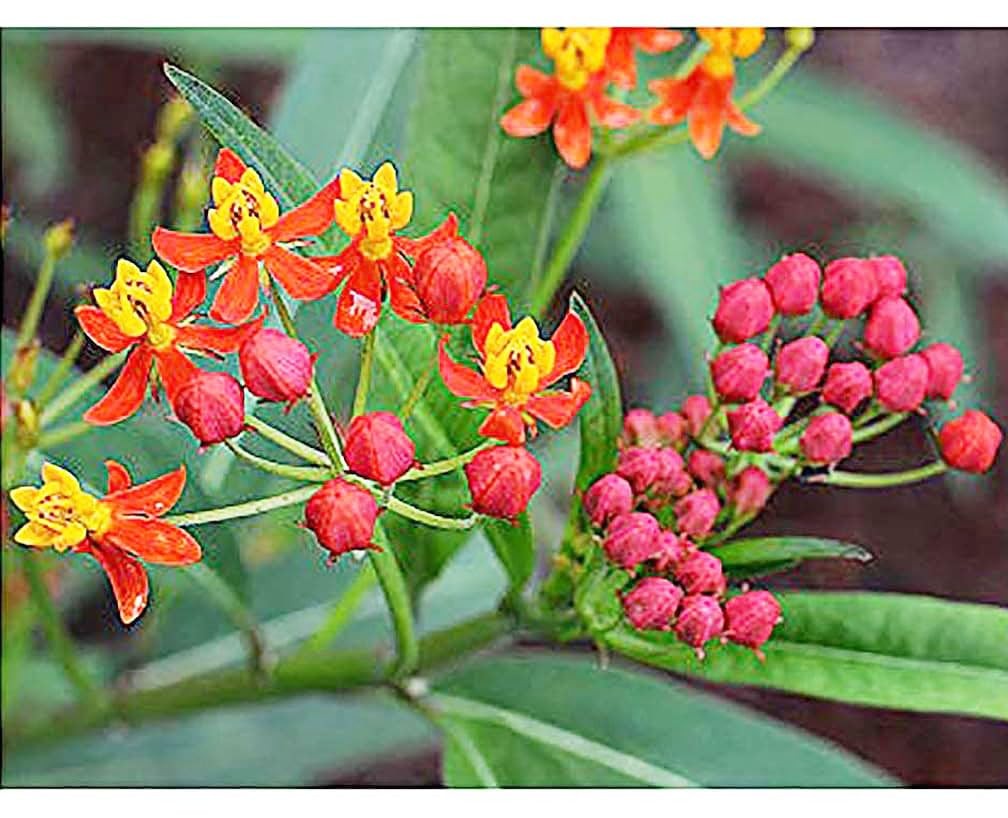 Tropical Milkweed Seeds for Monarch Butterflies Grow in Zones 8b+